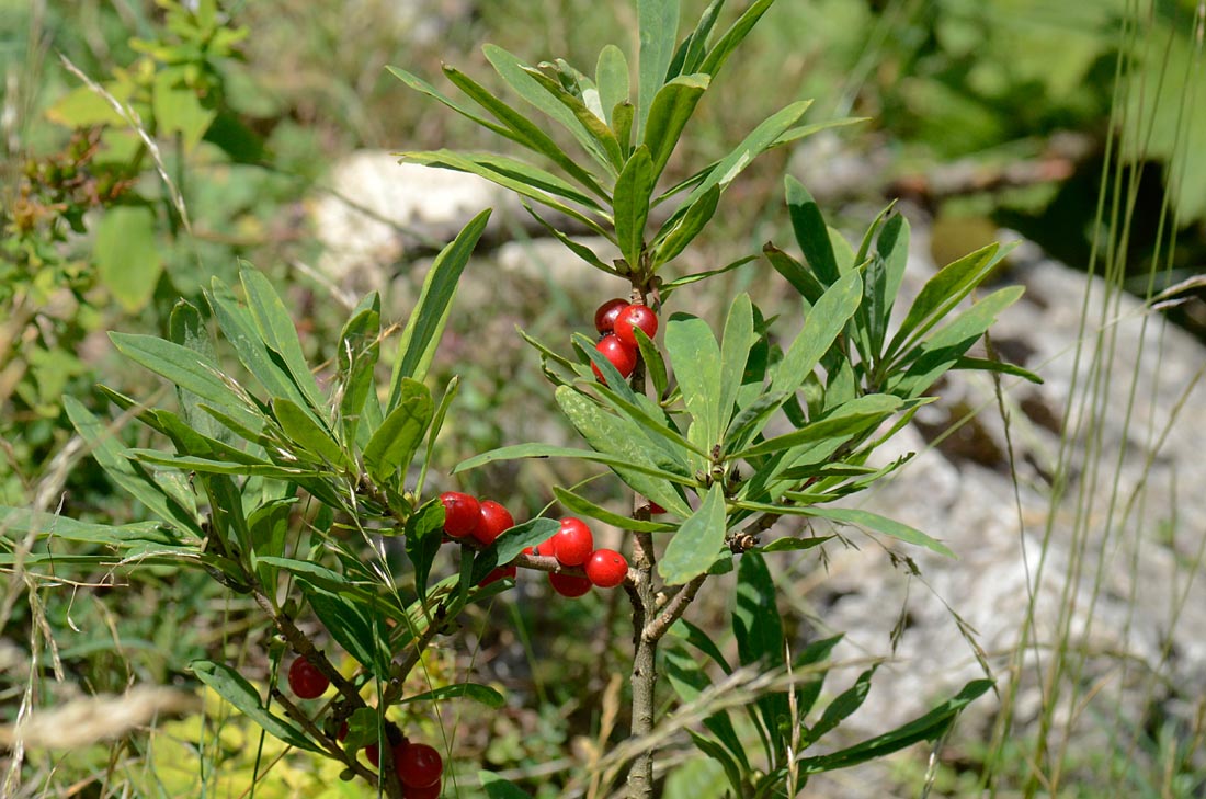 Daphne mezereum / Mezereo o Fior di stecco